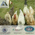 hexagonal wire mesh for chicken protect fence